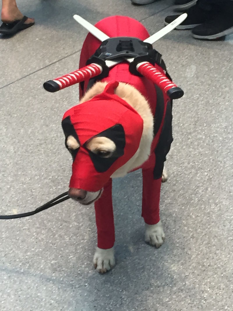死侍狗,萌萌哒