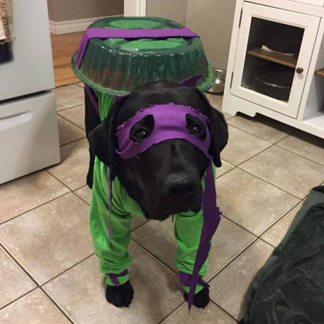忍者神犬